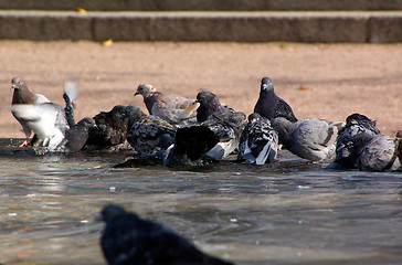 Image showing Columba palumbus