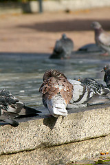 Image showing Columba palumbus