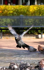 Image showing Columba palumbus