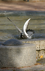 Image showing Columba palumbus