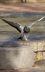 Image showing Columba palumbus