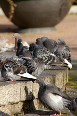 Image showing Columba palumbus