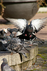 Image showing Columba palumbus