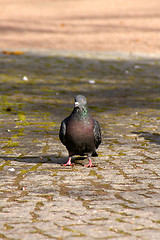 Image showing Columba palumbus