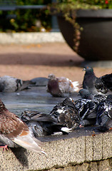 Image showing Columba palumbus