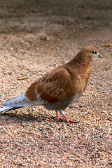 Image showing Columba palumbus