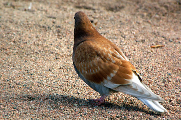 Image showing Columba palumbus