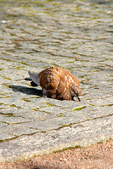 Image showing Columba palumbus