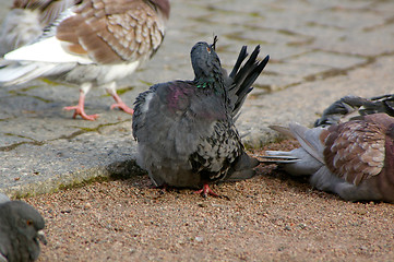 Image showing Columba palumbus