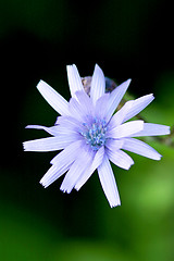 Image showing Chicory