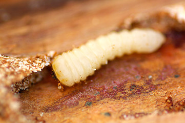 Image showing White maggot