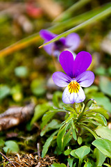 Image showing Wild pansy