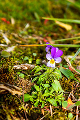 Image showing Viola tricolor