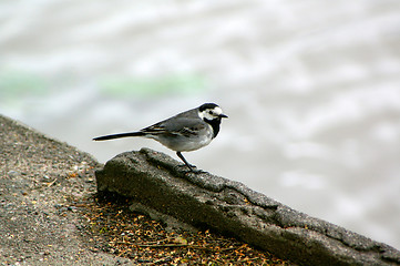 Image showing Motacilla alba