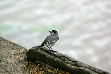 Image showing Motacilla alba