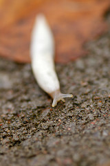 Image showing Snail