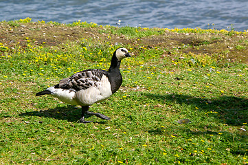 Image showing Goose