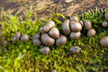 Image showing Mushrooms