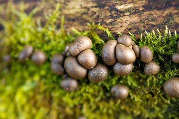 Image showing Mushrooms