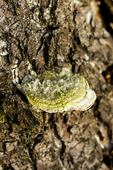 Image showing Polypore