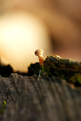 Image showing Mushroom