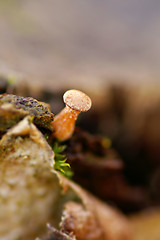 Image showing Mushroom