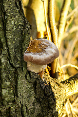 Image showing Polypore