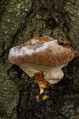 Image showing Polypore