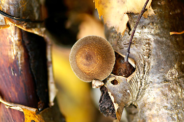 Image showing Mushroom