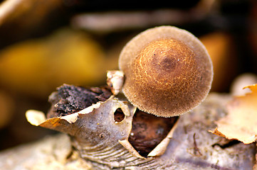 Image showing Mushroom