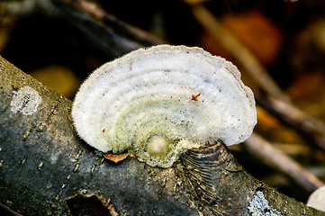 Image showing Polypore