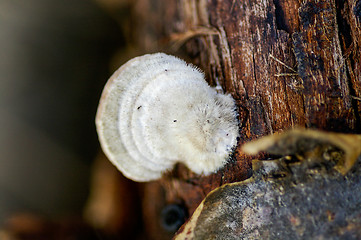 Image showing Polypore