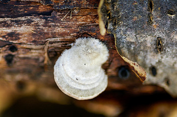 Image showing Polypore