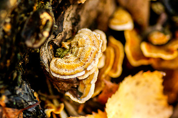 Image showing Polypore