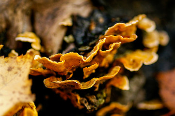 Image showing Polypore