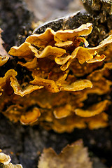 Image showing Polypore