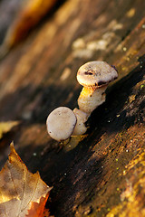 Image showing Mushrooms