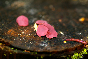 Image showing Mushrooms