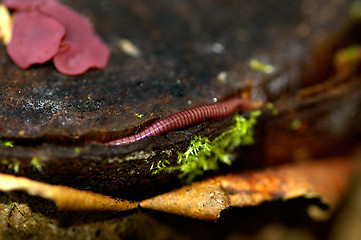 Image showing Mushrooms