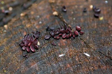 Image showing Mushrooms