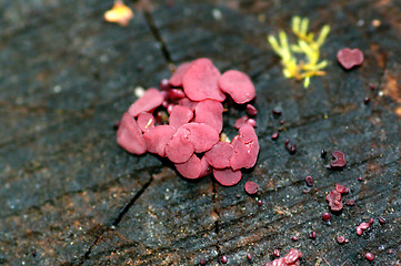 Image showing Mushrooms