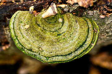 Image showing Polypore