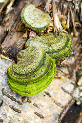 Image showing Polypore