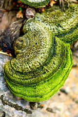 Image showing Polypore