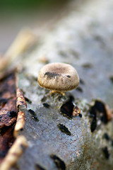 Image showing Mushroom