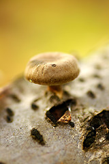 Image showing Mushroom