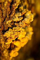 Image showing Polypore