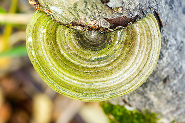 Image showing Polypore