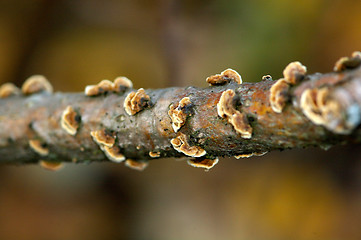 Image showing Polypore