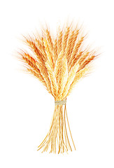 Image showing Wheat ears isolated on the white background